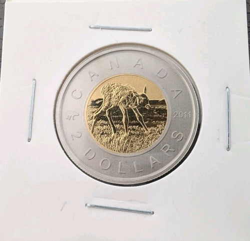 2011 Canada $2 Toonie Specimen – Elk Calves Design | Royal Canadian Mint Set Iss0