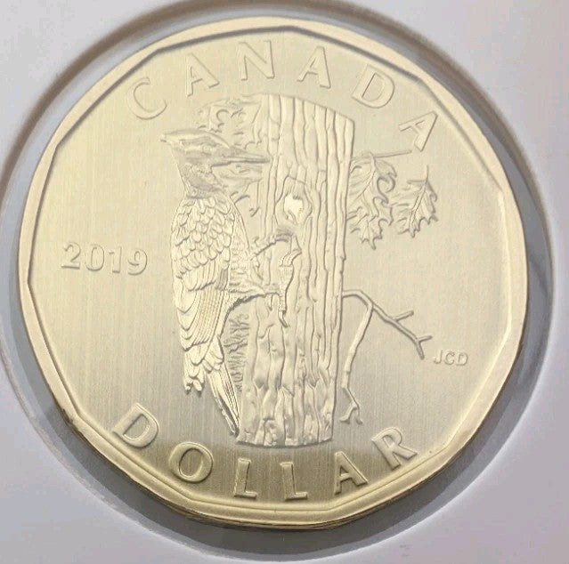 2019 Canada $1 Loonie Specimen Frosted Finish from set - Pileated Woodpecker0